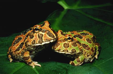 Derek abbott shows how to use conditional probability to make sure you lick the right frog and get out. Caring for Pacman Frogs as Pets