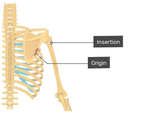 Teres Minor Muscle Action Origin Insertion Studycom