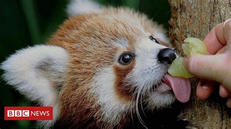 Today I Learned red pandas, one of the most liked and famous animals