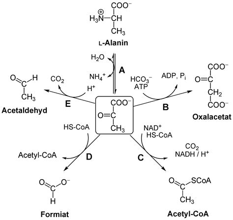 Buttersäure — buttersäure, butansäure, ch3 ch2 ch2 cooh, im milchfett und spurenweise im schweiß vorkommende fettsäure; File:Pyruvate reactions.png - Wikimedia Commons