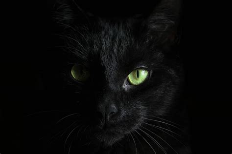 Macro Photography Black Cat Black Cat Wallpaper Black Wallpapers