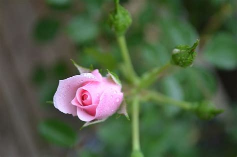 Tiny Little Pink Rose Bud Flower Graphy Rose Bud Hd Wallpaper