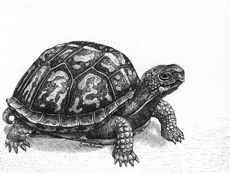 Realistic Turtle Drawing At Paintingvalley Com Explore Collection Of