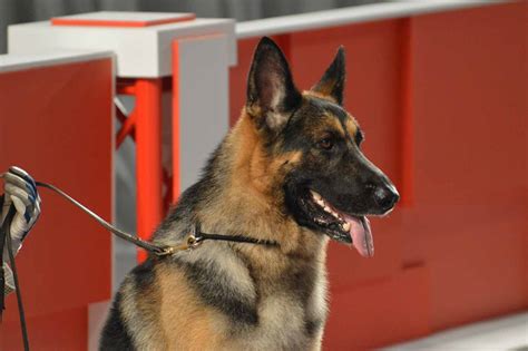 Updated German Shepherd Dog Breed Of The Week Urban Dog