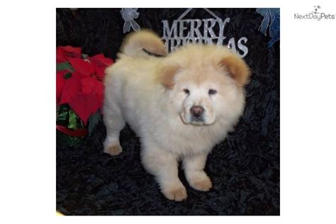 Akc Cream Male Chow Chow Puppy For Sale Near Lake Of The Ozarks