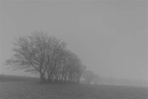 Trees In The Mist Exmoor David R Anderson
