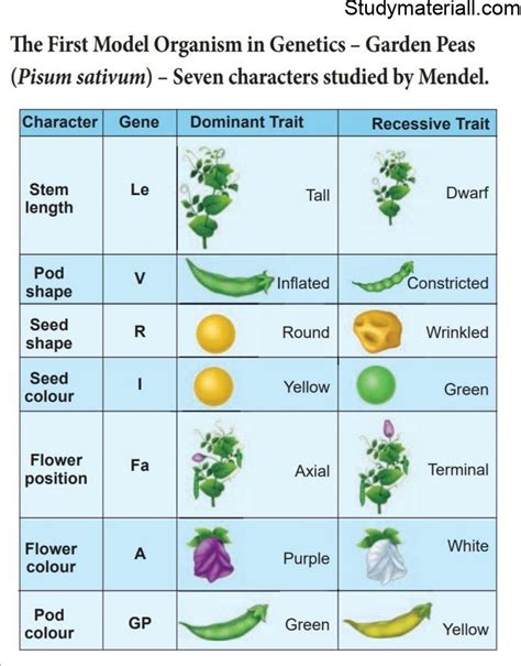 Mendels Experiments On Pea Plant Study Material