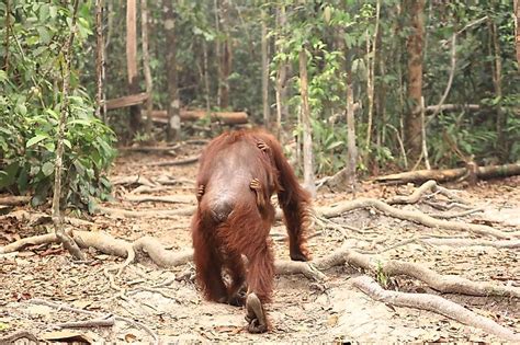 50 ($0.65/fl oz) $9.99 $9.99. 10 Reasons How Palm Oil Production Is Endangering Species ...