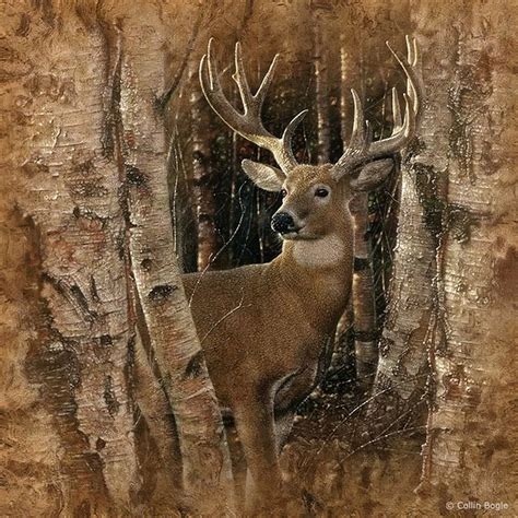 White tailed deer stock illustrations. white tailed deer | Animals in Art 9 | Pinterest | Deer ...