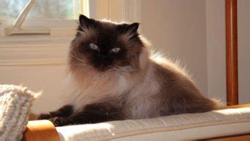 You name it i probably love it! 30 Disney Female Cat Names - The Paws