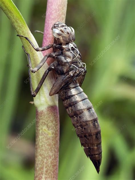 Check spelling or type a new query. Dragonfly nymph case - Stock Image - C008/3355 - Science ...