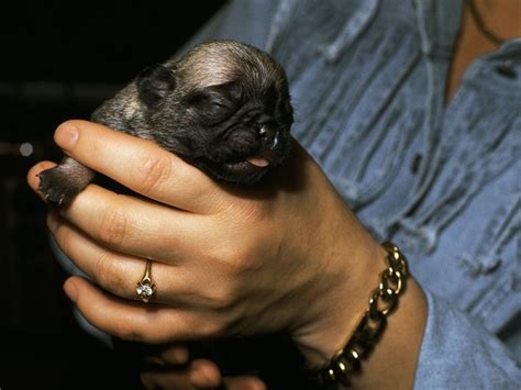 Pups are kept in bins when not with the dam. How Long Do Newborns Puppies Need to Drink Milk? - Pets