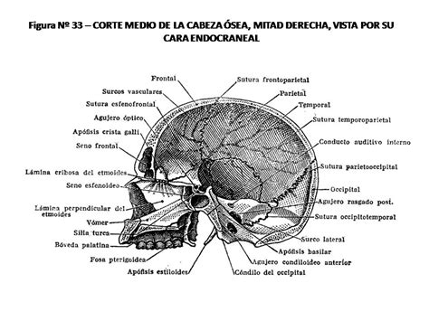 Atlas De AnatomÍa Humana 33 Corte Medio Vertical De La Cabeza Ósea