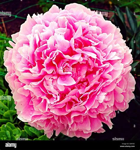 Rose In Bloom Stock Photo Alamy