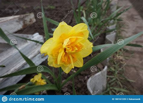 Yellow Daffodil Bloomed In The Flowerbed Stock Image Image Of Easter