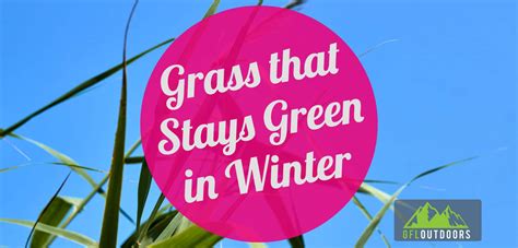 Grasses That Stay Green In Winter Gfl Outdoors