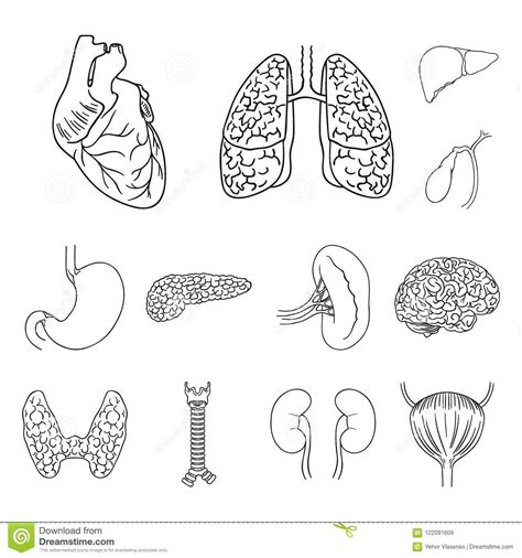 Vector Sketch Set Of Anatomical Human Organs Stock Illustration D37