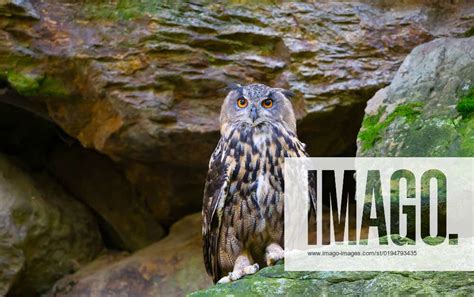 European Owl Eagle Owl Bubo Bubo Bavaria Mcpkst Mcp Corporation Tax