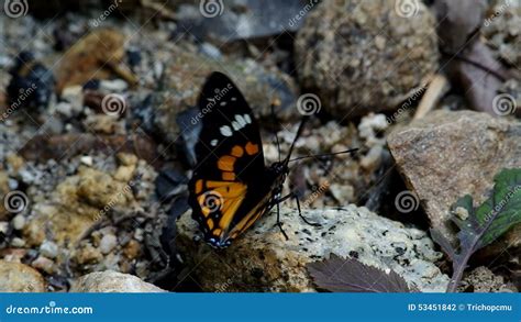 Wild Butterfly Is Licking The Stone Stock Footage Video Of Macro