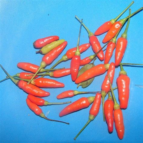 Polynesian Produce Stand ~hot Hawaiian Chili Pepper~ Capsicum