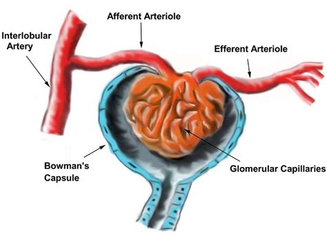 Arteriola Aferente E Eferente