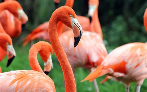 Flamingo Hd Desktop Wallpaper Widescreen High Definition Fullscreen