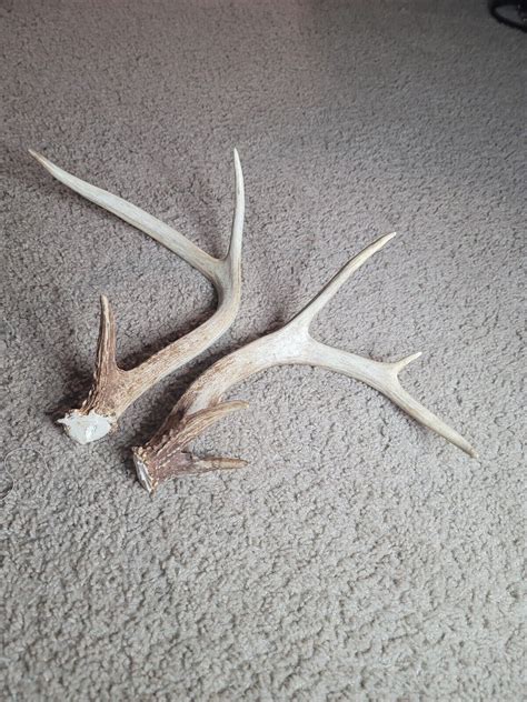 Real Whitetail Deer Antlers For Sale Ebay