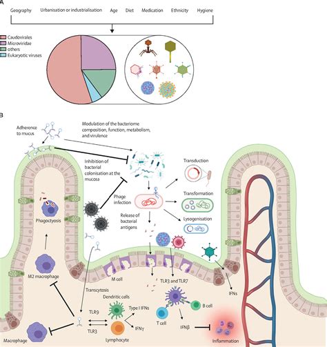 Roles Of The Gut Virome And Mycobiome In Faecal Microbiota