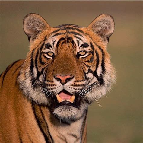 A Portrait Of A Subadult Male Tiger From Ranthambhore National Park