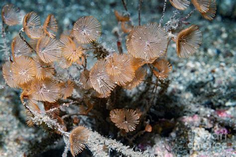 Bryozoan Photograph By Georgette Douwma Science Photo Library Pixels