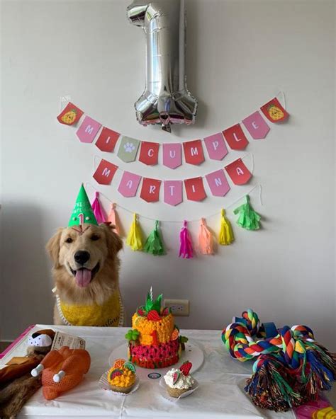 Wuf 5 Pasos Para Organizar El Cumpleaños De Tu Perro En Casa Wuf