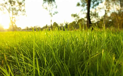 Green Nature Grass Wallpapers Hd Desktop And Mobile Backgrounds
