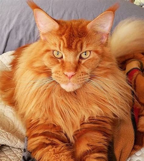 Your Maine Coon Guide