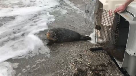 Watch Seals Rescued On Iom Released Back Into Wild Itv News Granada