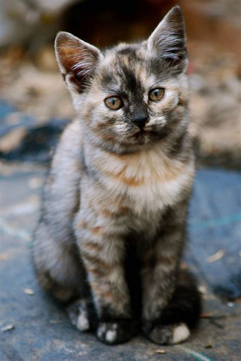 About Tortoiseshell Cats History And Markings
