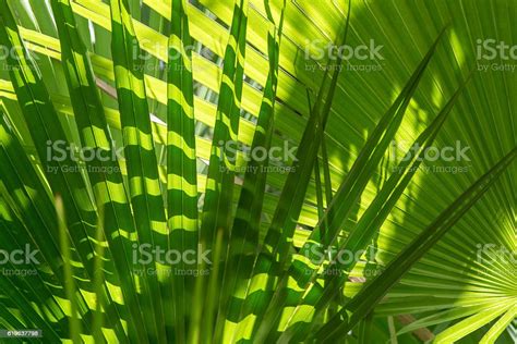 Green Palm Leaf Stock Photo Download Image Now Istock