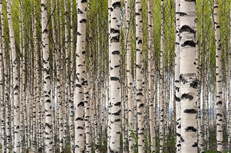 50 Wallpapers With Birch Trees Wallpapersafari