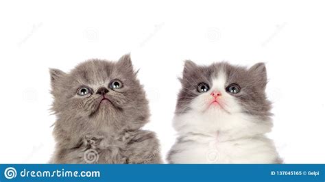 Two Funny Grey Cats Stock Image Image Of Curiosity 137045165