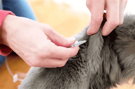 Subcutaneous Fluids Cat A Guide To Hydration