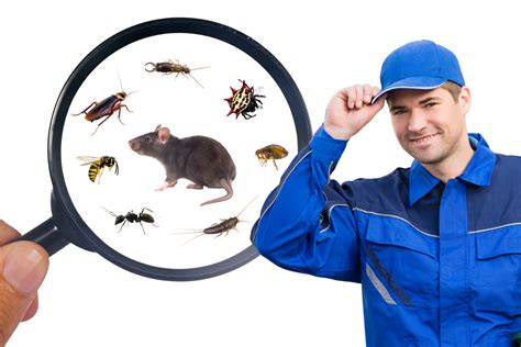 Is It Better To Hire Pest Control Or Do It Yourself