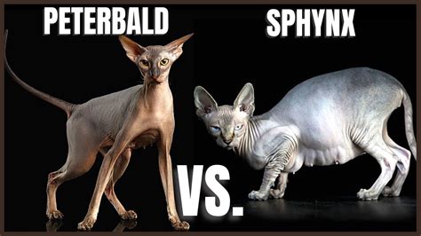 Peterbald Cat Vs Sphynx Cat Youtube