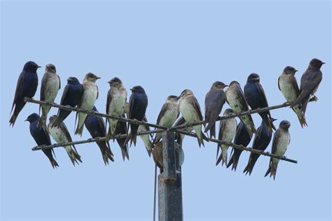 Call For Volunteer At The Purple Martin Roost In Nashville Ntos