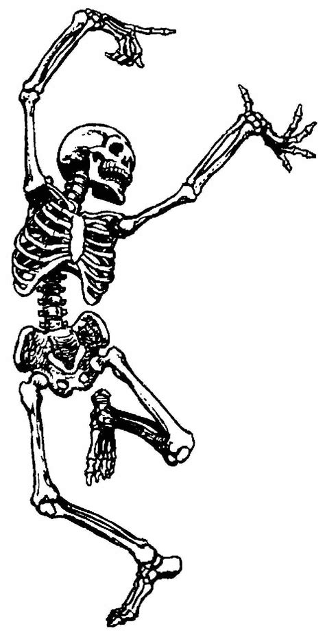 🔥 Download Funny Skeleton Image Hd Wallpaper Pretty By Dylanbarnett