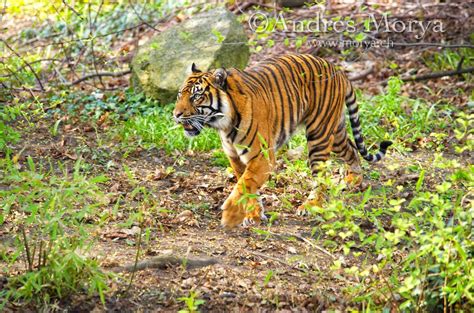 Tiger Panthera Tigris Andres Morya Photography Tiger Habitat