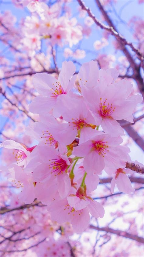 The post what you should wear to phone aesthetic | phone aesthetic appeared first on painter legend. Cherry Blossom Aesthetic Phone Wallpapers - Wallpaper Cave