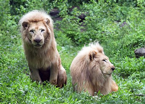 Those Gay Lions Are Actually Queer One Is A Female With A Mane