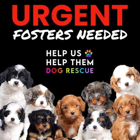 💥🚨urgent Fosters Or Help Us Help Them Dog Rescue