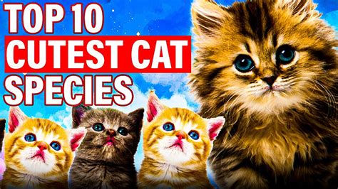 Top Cutest Cat Breeds In The World Meet The Most Charming And