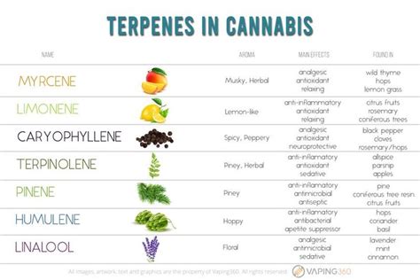 What Are Terpenes And What Is Their Role In Cannabis Vaping360