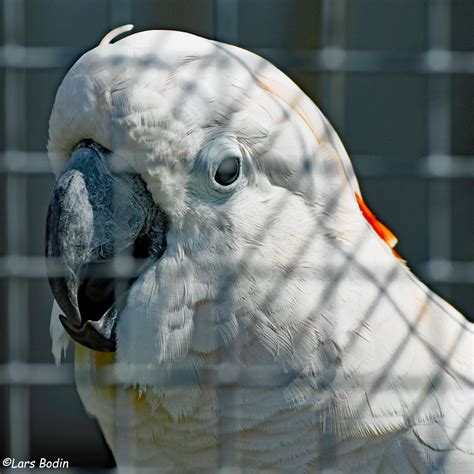 We did not find results for: Cacatua moluccensis - Salmon-crested Cockatoo ...